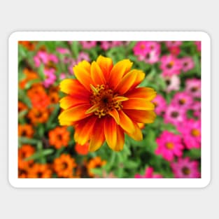 blooming flowers, garden, blooms, meadow Sticker